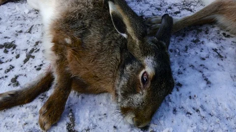 Cause of extinction of wild hares Stock Footage 78926435