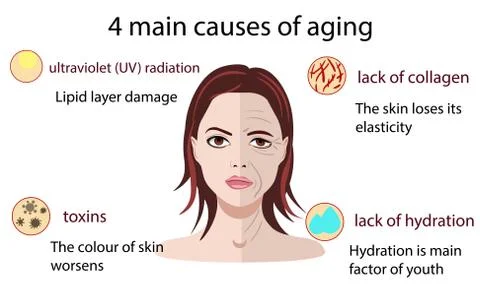 Causes of aging, vector illustration isolated on the white background Stock Illustration