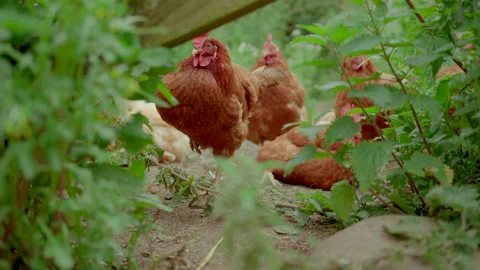 Causious Hen / Chicken together with other chickens / hens in bushes 動画素材 201742724