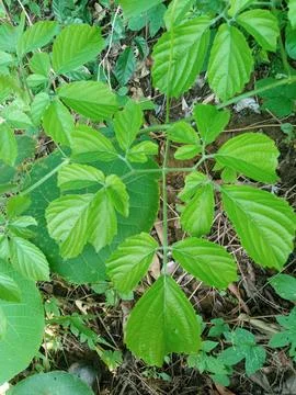 Causonis plant in the wild Stock Photos