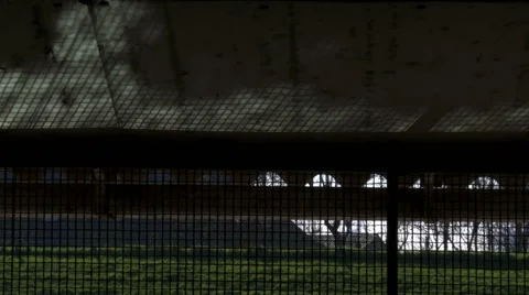 Caustic reflection from water on dirty ceiling through fencing in Dutch cowshed Stock Footage 42490707