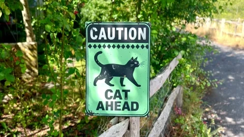 Caution cat ahead warning sign beware animals wildlife green square road sign Stock Footage 343884925