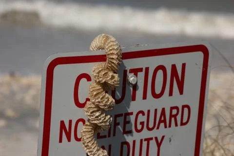 Caution Rattlesnakes 库存照片