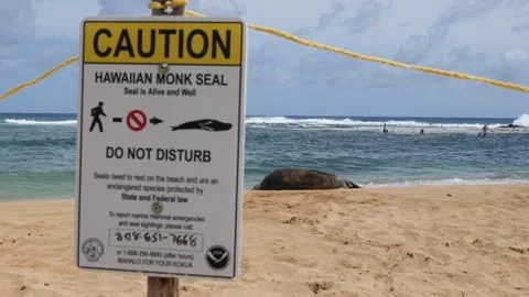 Caution sign around Monk Seal at a beach 스톡 동영상 342191995