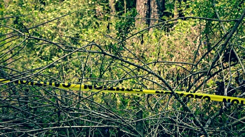 Caution Tape (Graded) Stock Footage 39829760