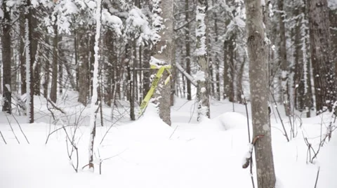 Caution tape on tree 스톡 동영상 34428033