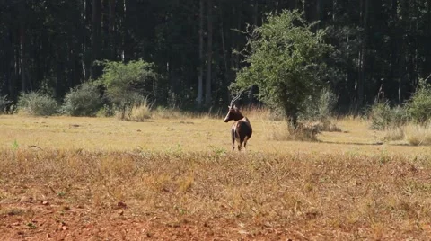 Cautious Blesbuck Stock Footage 51723959