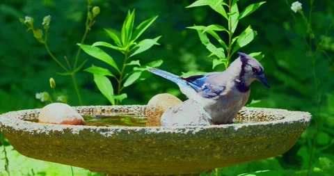 Cautious Bluejay bird gets in and out of a birdbath Stock Footage 312751586
