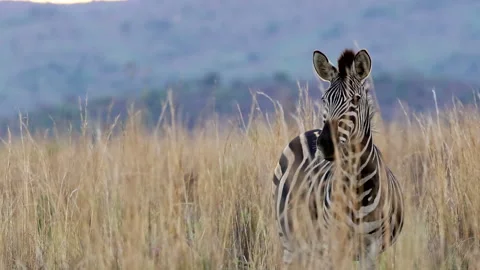 Cautious Burchell's Zebra in tall grass stares intently in certain direction Stock Footage 296630475