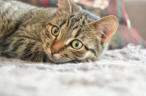 Cautious cat on carpet Stock Photos