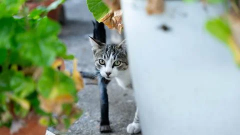 Cautious cat Stock Photos
