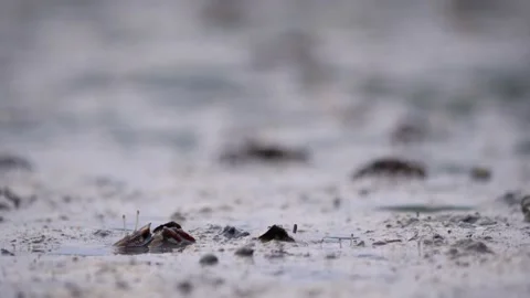Cautious crabs slowly move up from mud, wait some time then walk out Stock Footage 153060638