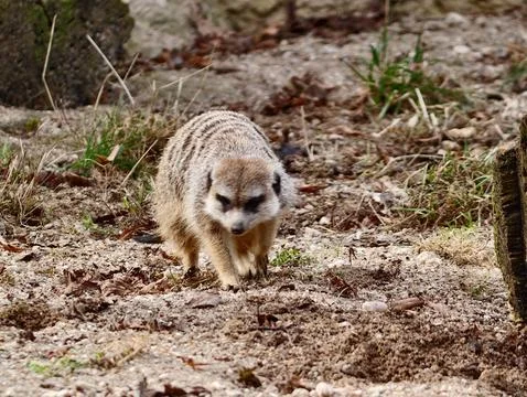 Cautious creature stands watchful as tiny mammal surveys bright outdoor env.. Stock Photos