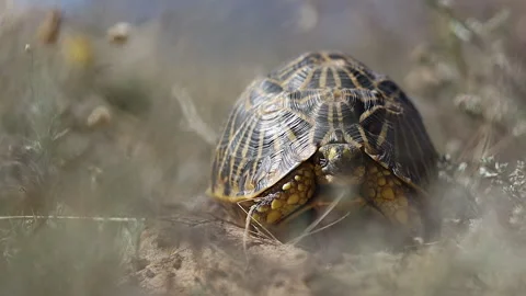 Cautious, curious Geometric tortoise pokes head out of shell for a look Stock Footage 302188905