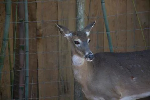 Cautious Doe Stock Photos