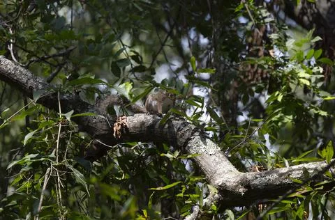 Cautious Eastern Gray Squirrel Stock Photos