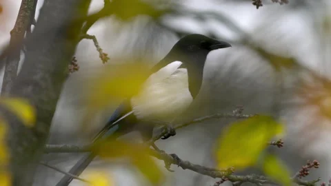Cautious Eurasian Magpie in canopy of autumn leaves (Pica pica), intelligent Video stock 164485973