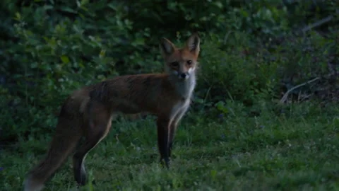 Cautious fox at dusk poses for camera before running away Stock Footage 181925891
