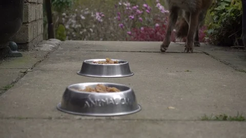 Cautious fox eats food from a bowl Video stock 82479035