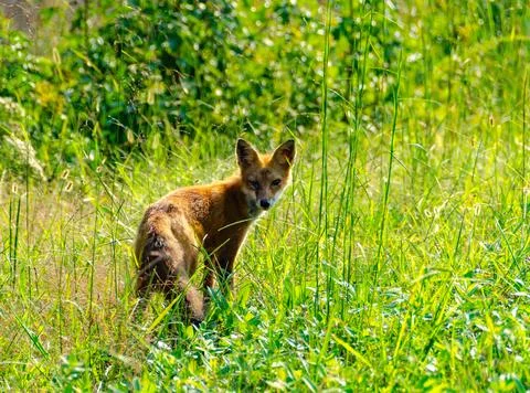 Cautious fox (Vulpes vulpes) in the wild in Bombay Hook National Wildlife R.. 写真素材
