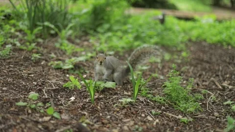 Cautious grey squirrel sitting, watching then runs away - Slow Motion Video stock 196712845