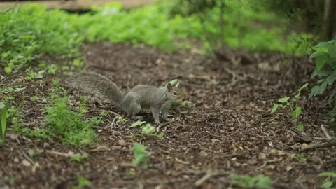 Cautious grey squirrel sitting, watching then jumps - Slow Motion Video stock 196714239