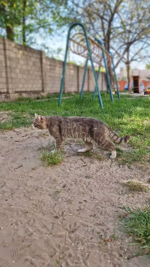 Cautious Grey Tabby Cat Walking on Green Grass Near Childrens Playground 스톡 동영상 339077324