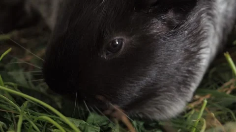 The cautious guinea pig eats grass, periodically pausing to look around Video stock 278093994
