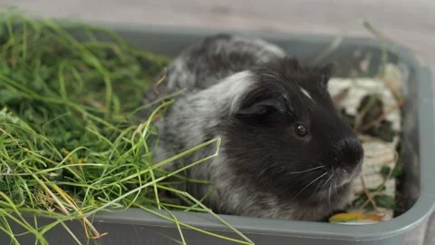The cautious guinea pig makes its way through thickets of tall weeds, selecting  Stockbeeldmateriaal 278094577
