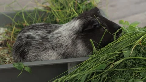 The cautious guinea pig shows selectivity in eating leaves with dew. Vídeos de archivo 278116493