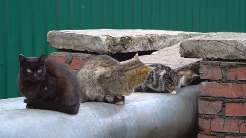 Cautious homeless cats Stock Footage 81884279