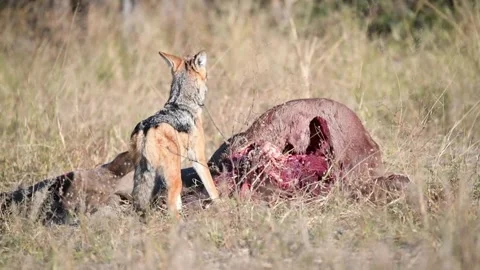 Cautious jackal nibbles; startles at minor noises — Part 17 (Opener) Vidéo 320845667