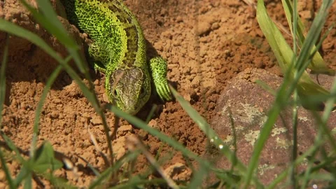 Cautious lizard slowly coming out from hiding place Stock Footage 329105902
