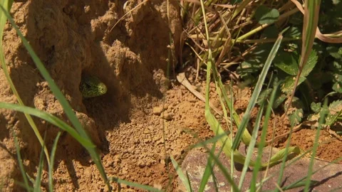 Cautious lizard slowly coming out from hiding place Stock Footage 329105945