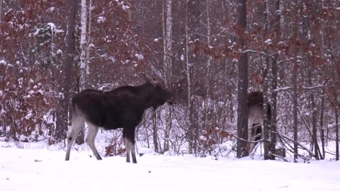 Cautious Portrait Elk winter forest. Elk Horn recently skinuvshy Stock Footage 270379716