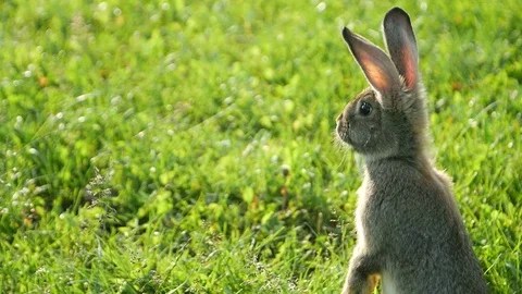 Cautious rabbit standing in green grass in summer, gray rabbit Stock Footage