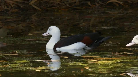 Cautious Raja Shelduck makes alert call Stock Footage 93785970