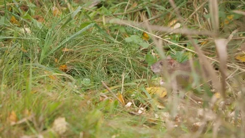 Cautious Rat Sitting on Grass Eating Bread, Close Up Stock Footage 230162426