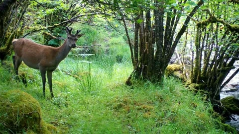 Cautious Red Deer Stag Sneaks Past Camera, Isle of Skye Vídeos de archivo 340550100