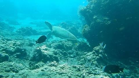 Cautious sea turtle. Stock Footage 122492857
