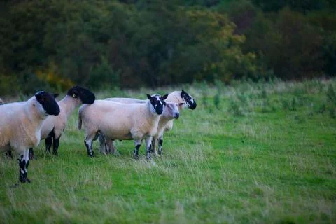 Cautious sheep  Stock Photos