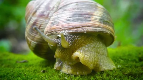 Cautious snail closes from danger Stock Footage 64016401