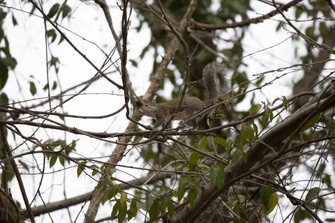 Cautious Squirrel Stock Photos