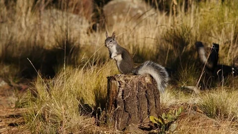 A cautious squirrel on a stump in the forest Stock Footage 81147235
