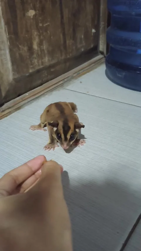 Cautious sugar glider backing away from moving human hand part 4 Vídeo Stock 341597404