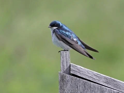Cautious tree swallow Stock Photos