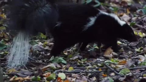 Cautious wild skunk Stock Footage 142690908
