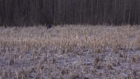 Cautious Wild Tom Turkey Standing in Strut Across Frosty Cornfield Stock Footage 345167723