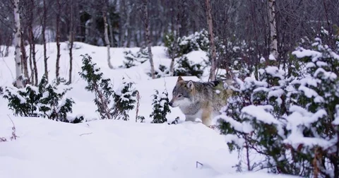 Cautious wolf at a distance in beautiful winter forest Stockbeeldmateriaal 79970411