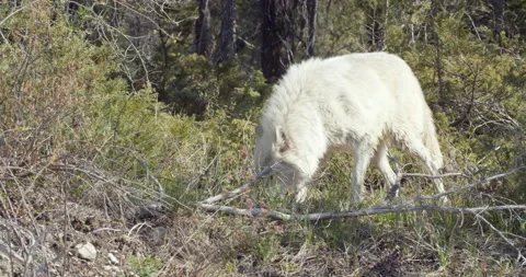 Cautious Wolf walks through forest looking back repeatedly  Stock Footage 232619946